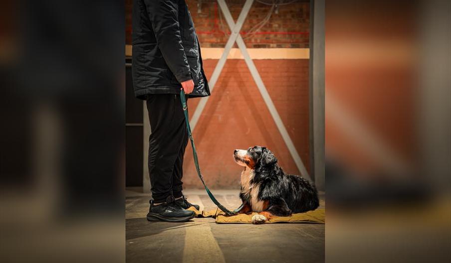 Cheers & Chill – Dog Training Class