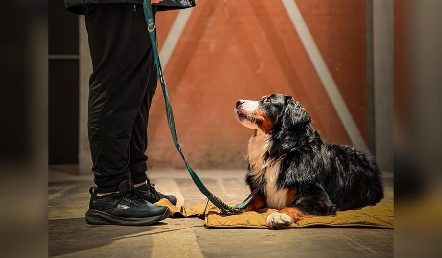Cheers & Chill: Group Dog Training